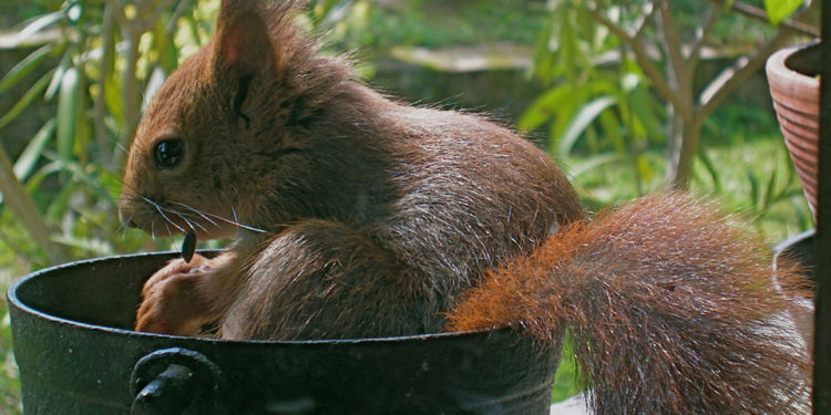 Quel fruit mange les écureuils ?