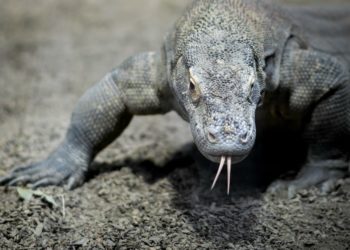 Est-ce que le varan attaque l'homme ?