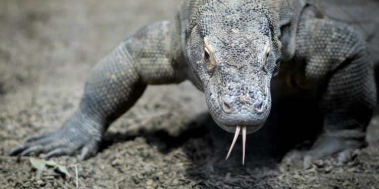 Est-ce que le varan attaque l'homme ?