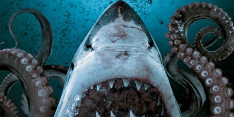 Où trouver des dents de requins en France ?