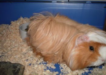 Pourquoi les cochons d'Inde s'appellent comme ça ?