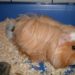 Pourquoi les cochons d'Inde s'appellent comme ça ?