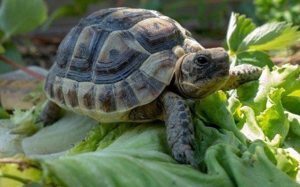 Comment donner à boire à une tortue de terre ?