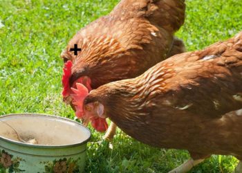 Est-ce que les belettes mangent les poules ?