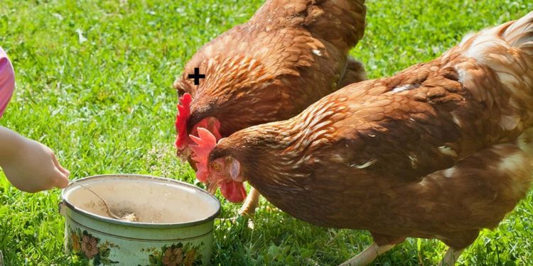 Est-ce que les belettes mangent les poules ?