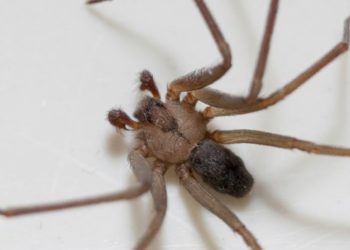 Où vit la recluse brune ?