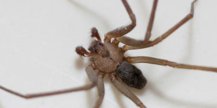 Où vit la recluse brune ?