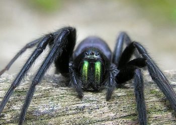 Est-ce que les araignées viennent sur nous la nuit ?