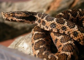 Quels sont les serpents dangereux en France ?