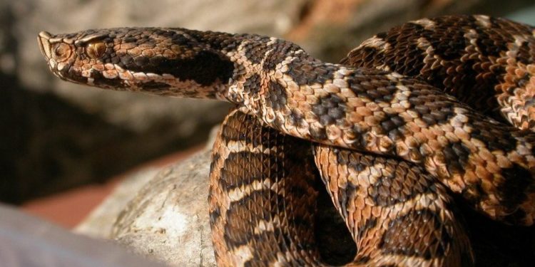 Quels sont les serpents dangereux en France ?