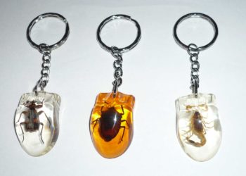 Est-ce que le scarabée Porte-bonheur ?