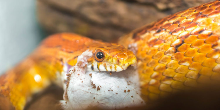 Est-ce qu'il y a des serpents en France ?