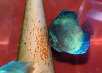 Comment réussir une bonne reproduction de discus ?