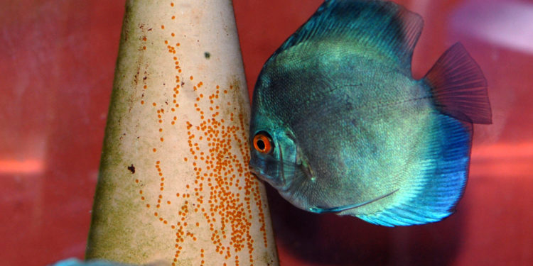 Comment réussir une bonne reproduction de discus ?