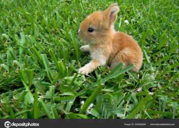 Où trouver un petit lapin nain ?