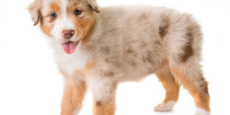 Quel est le prix d'un chiot berger australien ?