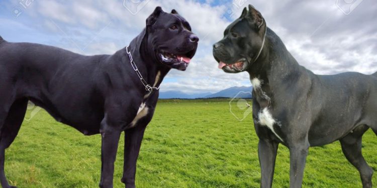 Comment s'écrit Cane Corso ?