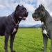 Comment s'écrit Cane Corso ?