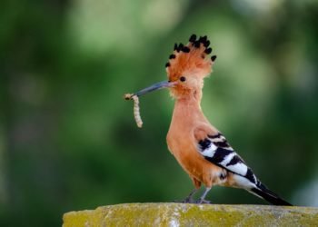 Où déposer un oiseau trouve ?