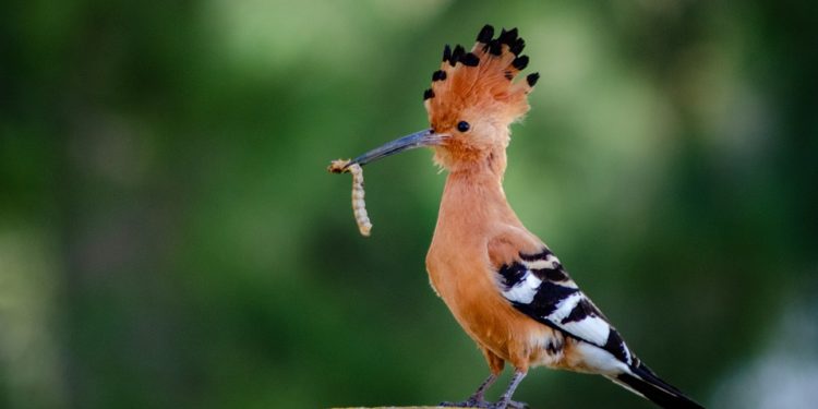 Où déposer un oiseau trouve ?