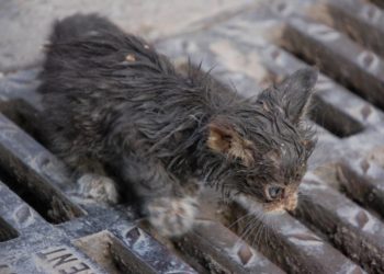 Comment reagit un chat abandonné ?
