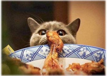 Comment nourrir un chat qui vit dehors ?