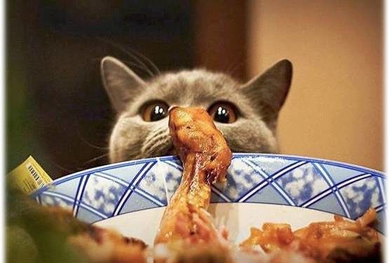 Comment nourrir un chat qui vit dehors ?