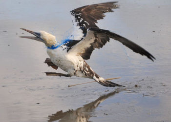 Où amener un oiseau blessé Toulouse ?