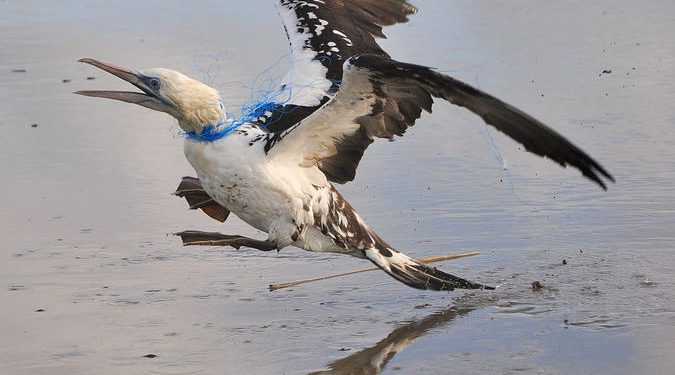 Où amener un oiseau blessé Toulouse ?