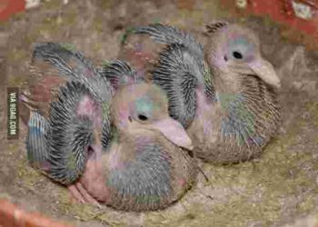 Quand naissent les bébés pigeons ?