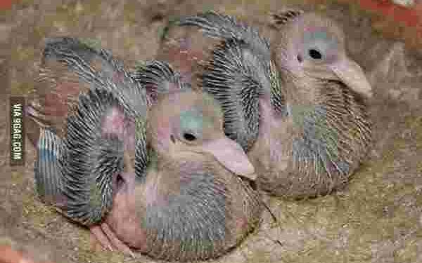 Quand naissent les bébés pigeons ?