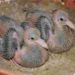 Quand naissent les bébés pigeons ?