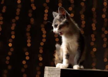 Comment faire pour que mon chat dorment la nuit ?