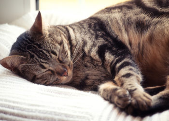 Est-ce normal que mon chaton dort tout le temps ?