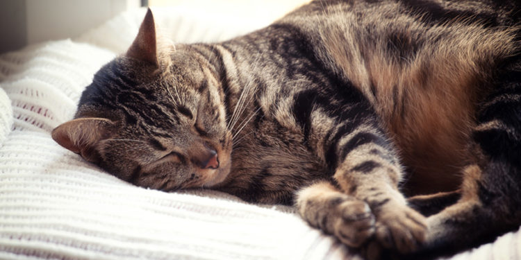 Est-ce normal que mon chaton dort tout le temps ?