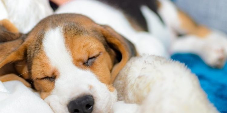 Où faire dormir son chiot La première nuit ?