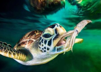 Est-ce que les tortues mangent des poissons ?