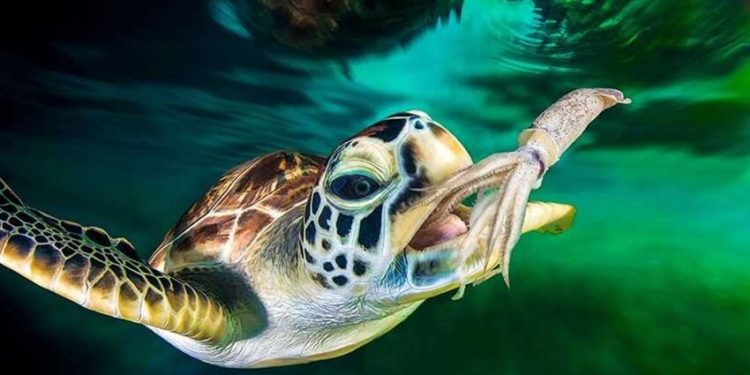 Est-ce que les tortues mangent des poissons ?