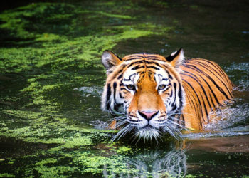 Où il vit le tigre ?