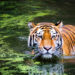 Où il vit le tigre ?