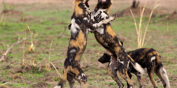 Où trouver des animaux sauvage ?