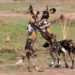 Où trouver des animaux sauvage ?