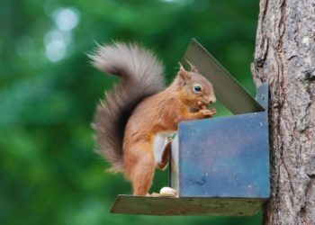 Comment nourrir les écureuils dans son jardin ?