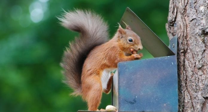 Comment nourrir les écureuils dans son jardin ?