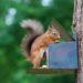 Comment nourrir les écureuils dans son jardin ?