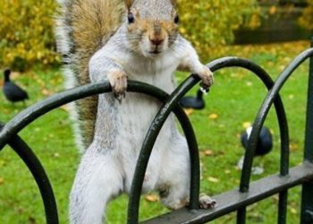 Quand sortent les écureuils ?