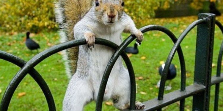 Quand sortent les écureuils ?