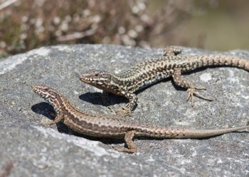 Comment bien s'occuper d'un lézard des murailles ?