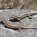 Comment bien s'occuper d'un lézard des murailles ?