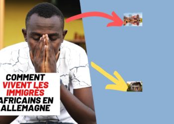 Comment vivent les cygnes ?